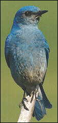 The mountain bluebird