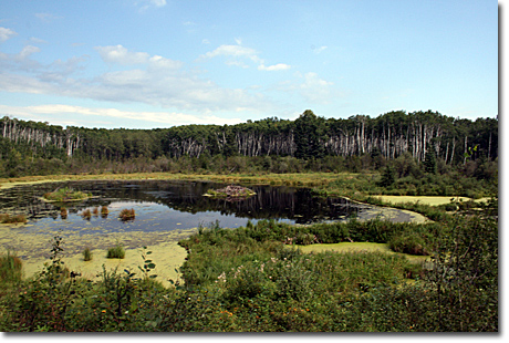 beaver ponds