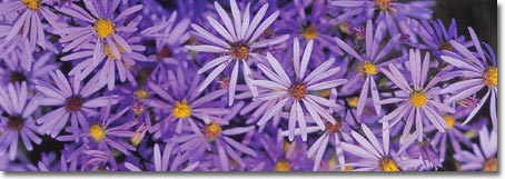 Fringed American Aster