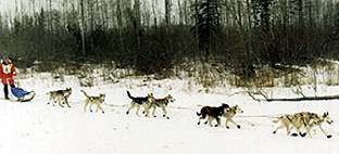 Susan on the northern trail with nine dogs in harness
