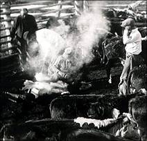 Branding took place at the Matador until the early 1960s. Today, calving and branding is completed before the animals arrive at the pasture