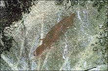 A beaver painted on a rock in the Churchill River system.
