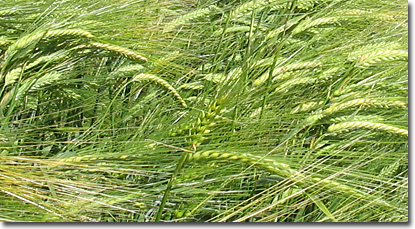 grain