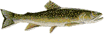 Brook Trout