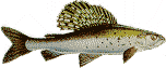 Arctic Grayling