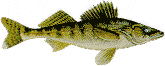 Walleye