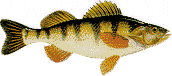 Yellow Perch