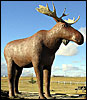 Mac the moose on Trans-Canada Highway at Moose Jaw